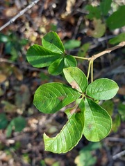 Vitex mombassae