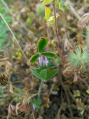 Trifolium leucanthum