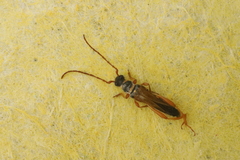 Stenopterus