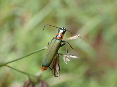 Themus taiwanus
