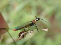 Themus taiwanus
