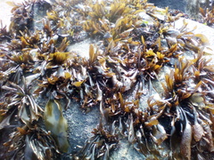 Mazzaella laminarioides