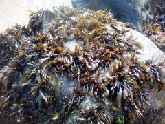 Mazzaella laminarioides