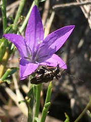 Oedemera flavipes