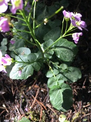 Cardamine raphanifolia