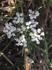 Bunium bulbocastanum