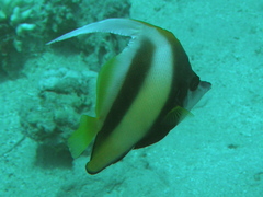 Heniochus intermedius