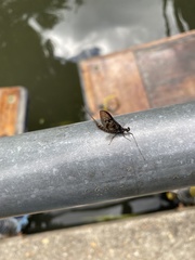 Ephemera vulgata