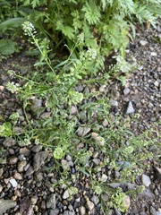 Lepidium virginicum