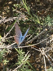 Plebejus bellieri villai