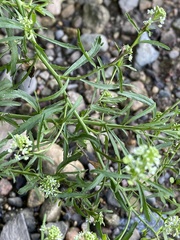 Lepidium virginicum