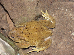 Bufo gargarizans