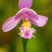 Rose Pogonia - Photo (c) thesnaguy, some rights reserved (CC BY-NC-SA), uploaded by thesnaguy