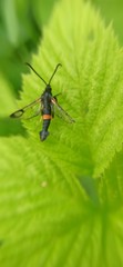 Synanthedon culiciformis