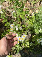 Erigeron annuus