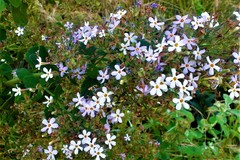 Chaenostoma floribundum