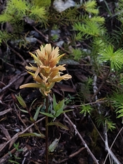 Castilleja elata