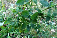 Chaenostoma floribundum