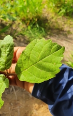 Handroanthus chrysotrichus