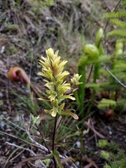 Castilleja elata