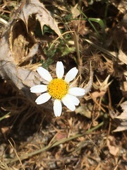 Anthemis arvensis incrassata