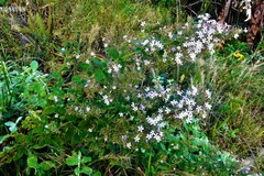 Chaenostoma floribundum