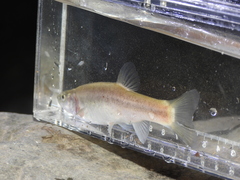 Rhynchocypris lagowskii