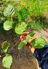 Handroanthus chrysotrichus