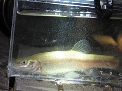 Rhynchocypris lagowskii
