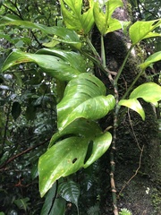 Monstera monteverdensis