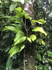 Monstera monteverdensis