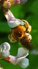 Eucera longicornis