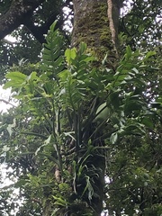 Monstera monteverdensis