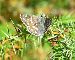 Muschampia tessellum