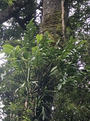 Monstera monteverdensis