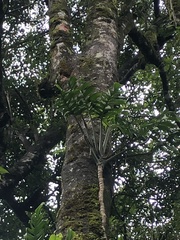Monstera monteverdensis