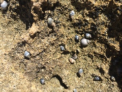 Littoraria pintado