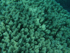 Porites nodifera