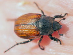 Anisoplia tempestiva