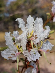 Bauhinia urbaniana
