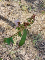 Bauhinia urbaniana