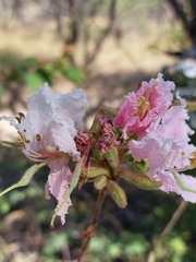 Bauhinia urbaniana