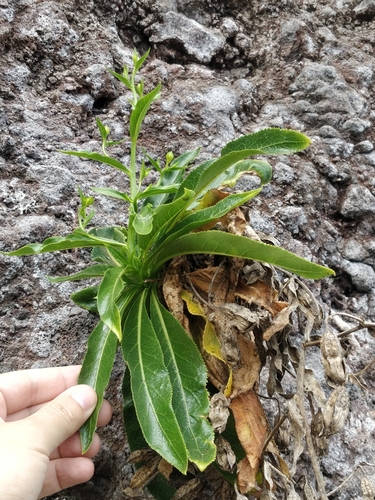 Image of Musschia aurea by (c) Vítor Jorge, some rights reserved (CC BY)