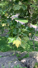 Platanus × hispanica