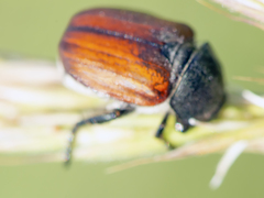 Anisoplia tempestiva