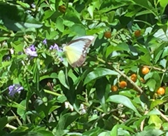 Appias lyncida vasava