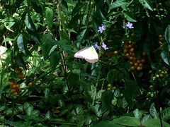 Appias lyncida vasava