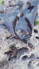 Sarcothalia crispata