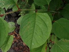 Reynoutria japonica