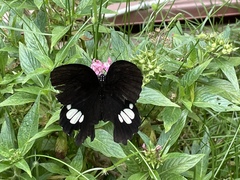 Papilio castor